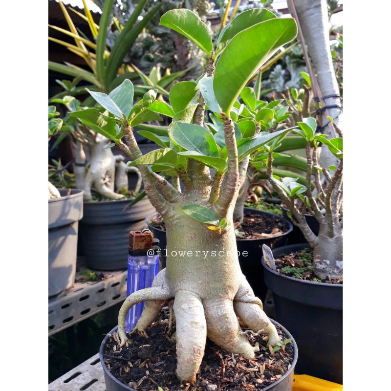 Adenium godji