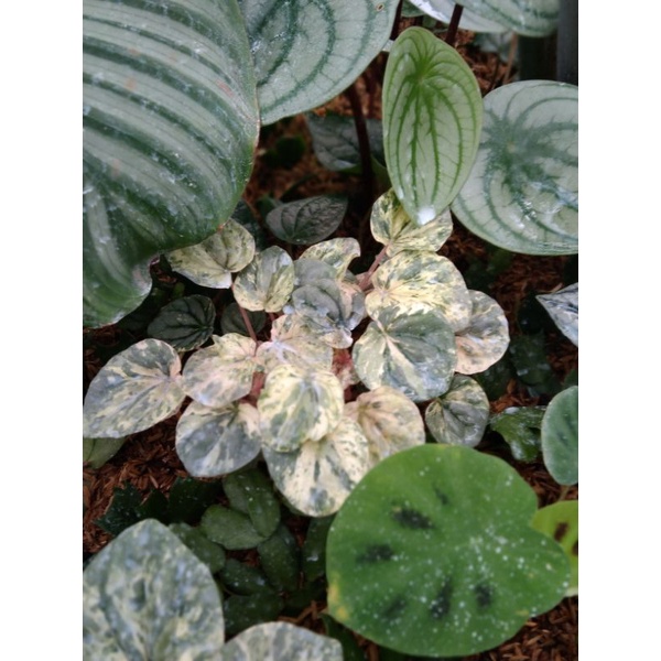 tanaman peperomia pink lady