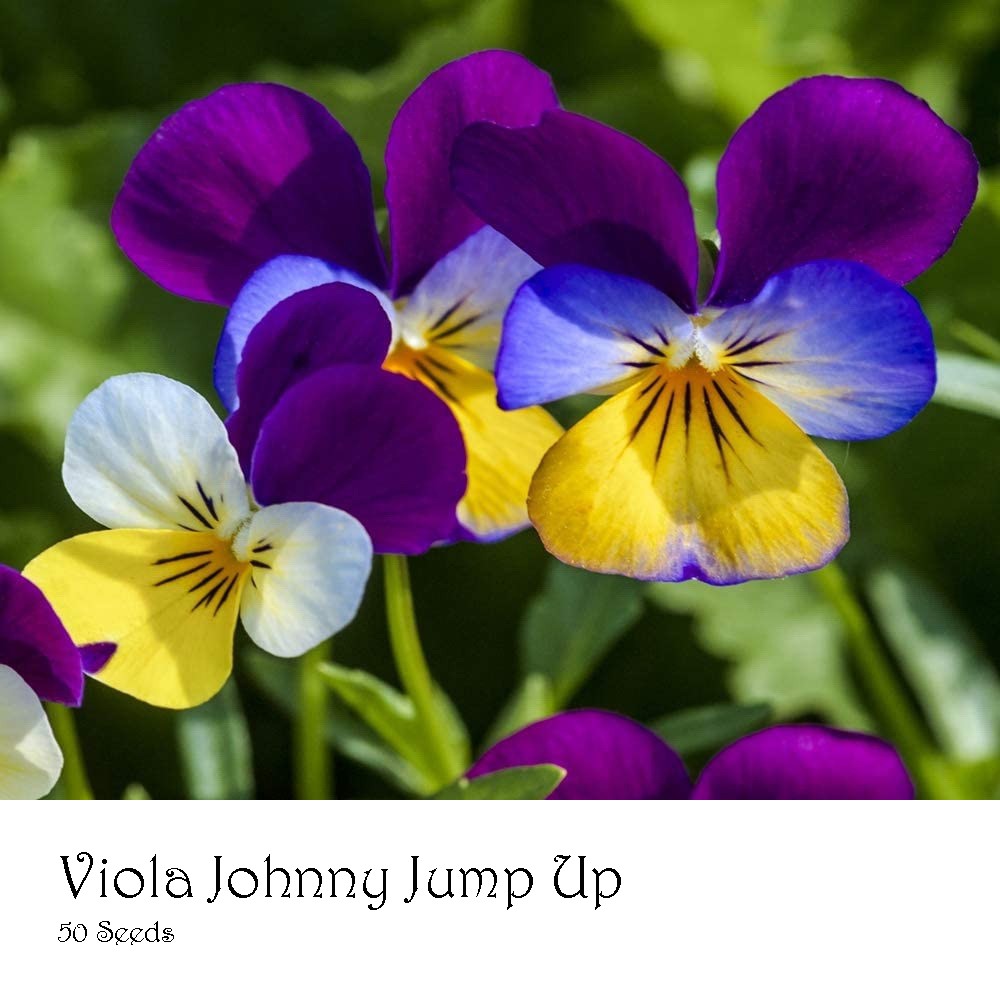 PlantaSeed - 50 Seeds - Viola Johnny Jump Up Biji Bunga - PAS0210