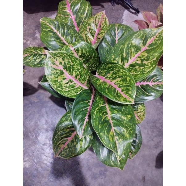 Aglonema big papa rumpun