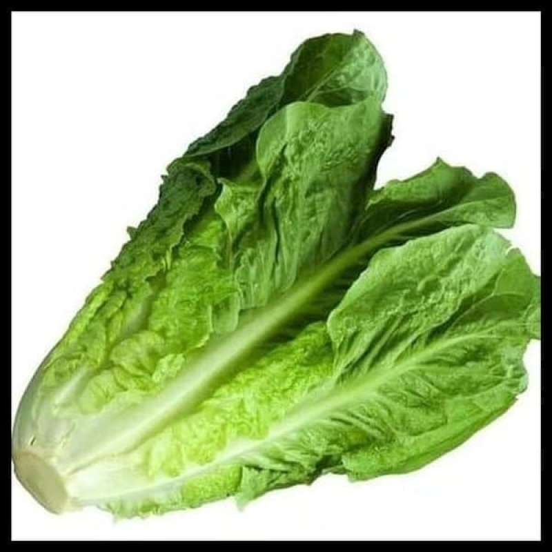 

SayurHD sayur segar romen romaine lettuce 500 gram