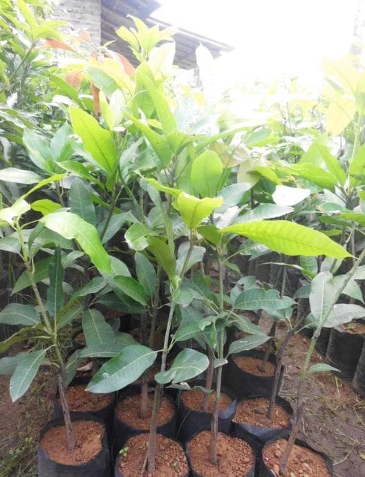 

P0N Diskon Bibit Mangga Garifta Merah Unik Murah