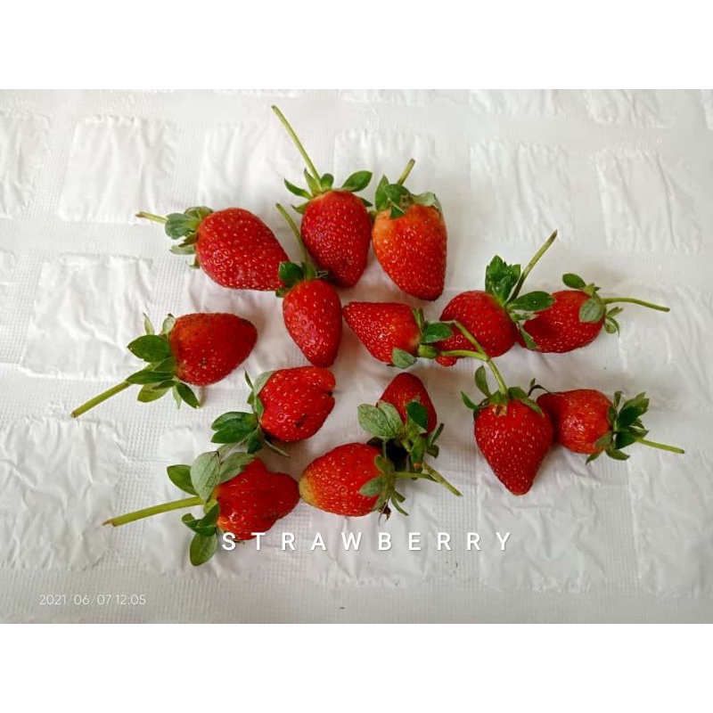 

STRAWBERRY BUAH LOKAL