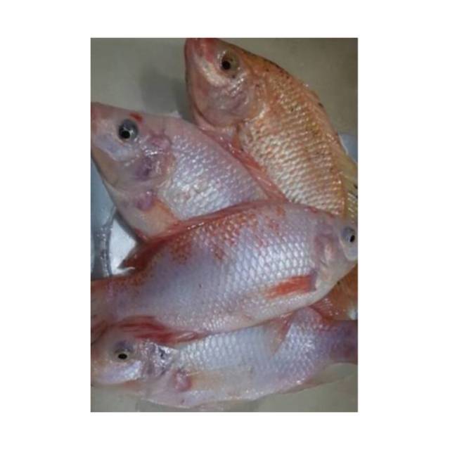 

Ikan Nila fresh