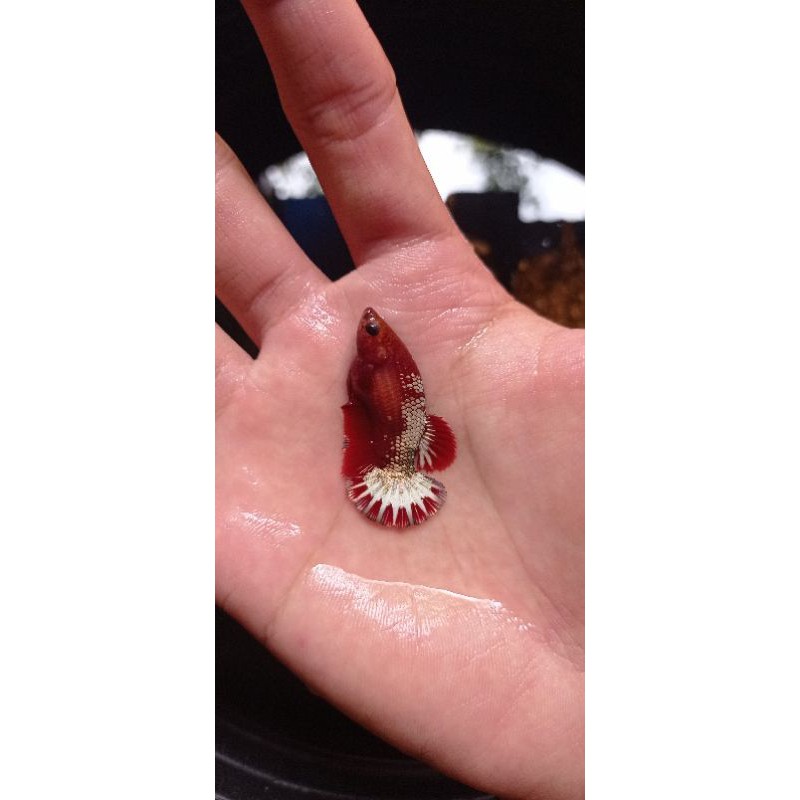 Female FCCP Red Head & FCCP Orange Head