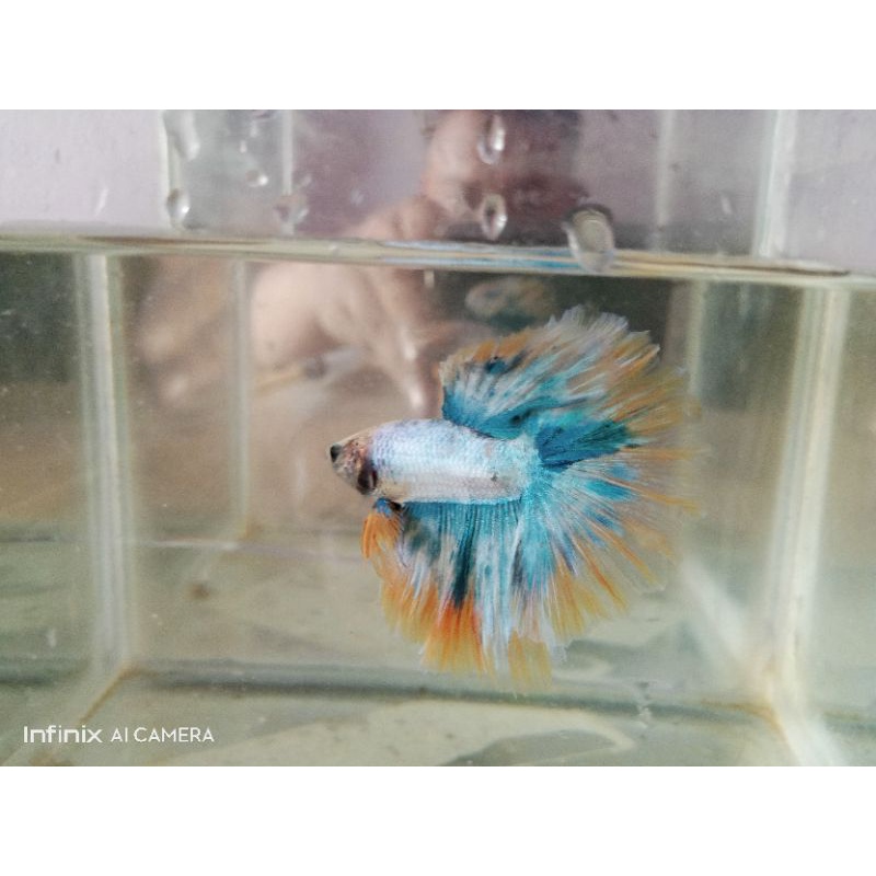 cupang murah, cupang HM yellow