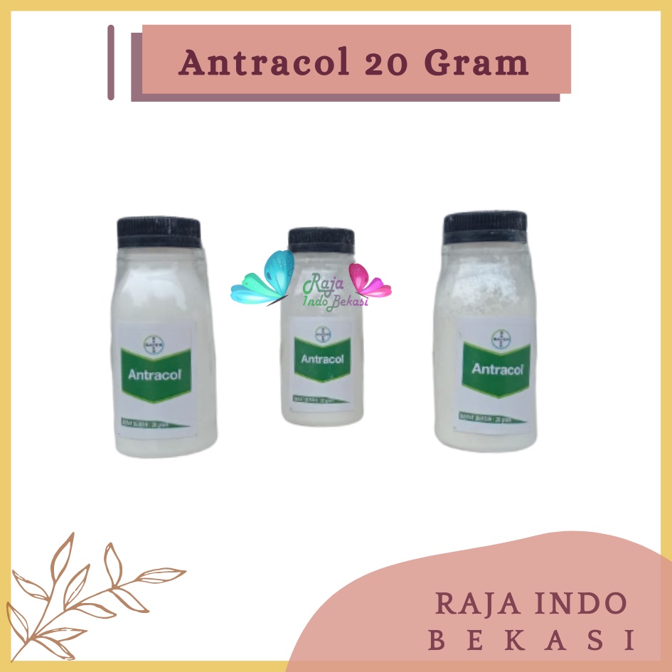 Rajaindobekasi Antracol Fungisida Botol 20 Gram Fungisida Antracol 70wp Zinc 250 Gram Obat Anti Jamur Pada Tanaman Fungisida Sistemik Pembasmi Infeksi Tanaman Jamur, Bercak &amp; Cacar Ampuh Antracol Fungisida 1kg 250 500gram 500gr Antracol Fungisida