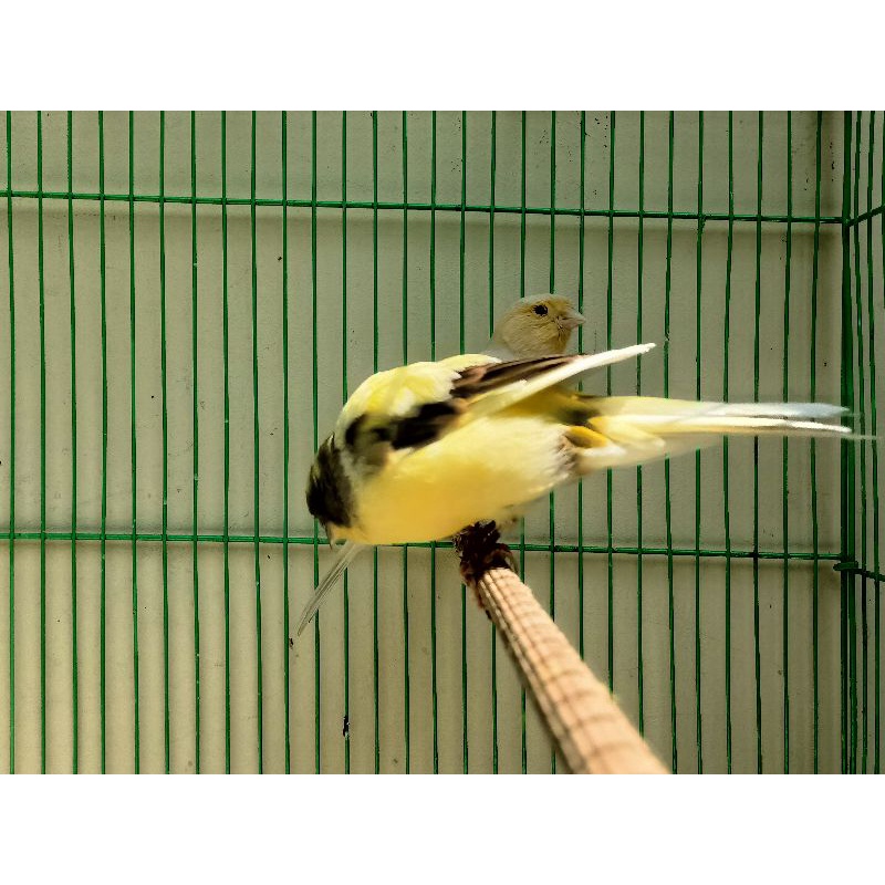 ys tkf x af big size