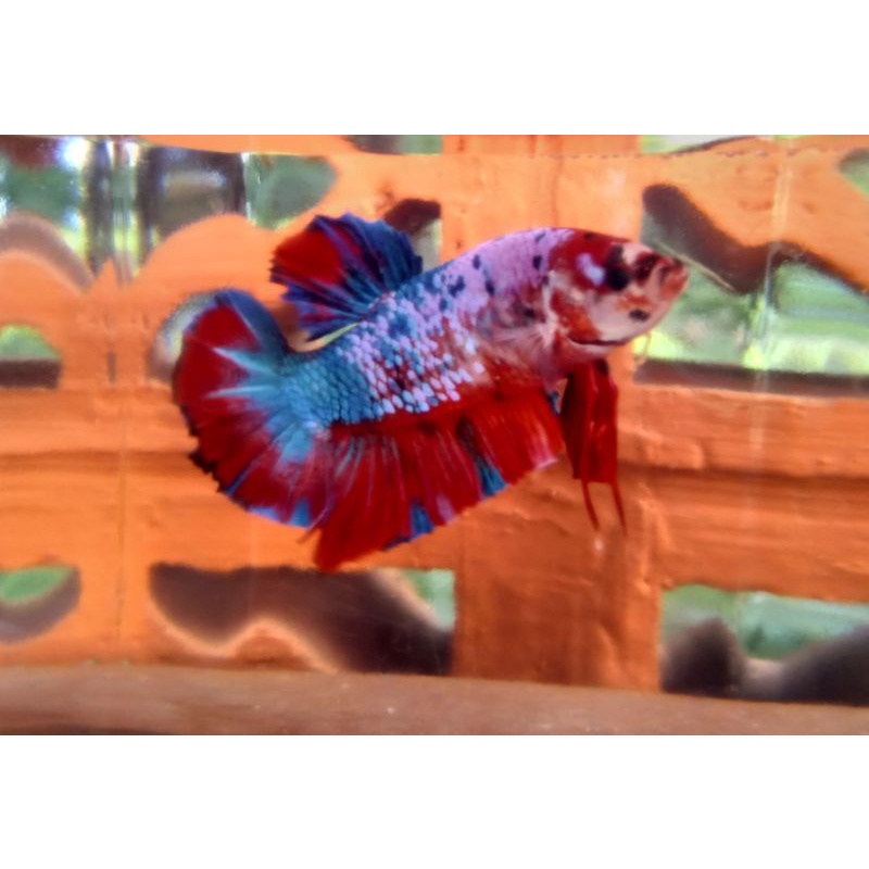 CUPANG GIANT NEMO MULTICOLOR,RED KOI,YELLOW BASE, SUDAH MUTASI, SIAP BREEDING