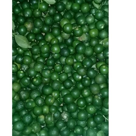 

Terbaik jeruk kasturi/lemon cui 1kg