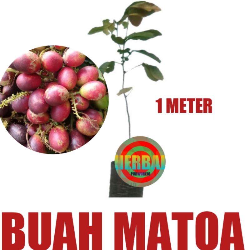 BIBIT BUAH MATOA 1 METER