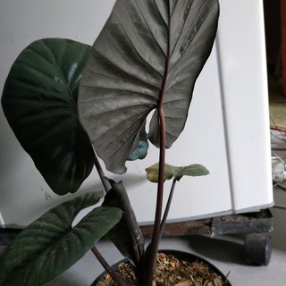 Keladi Blackjack Hitam Caladium Bibit Tanaman Hias Daun Cantik Shopee Indonesia