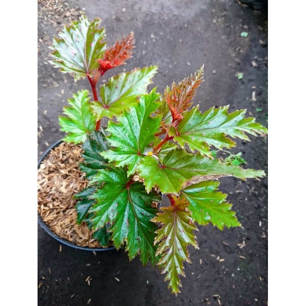 Begonia rex spider/polkadot cherry