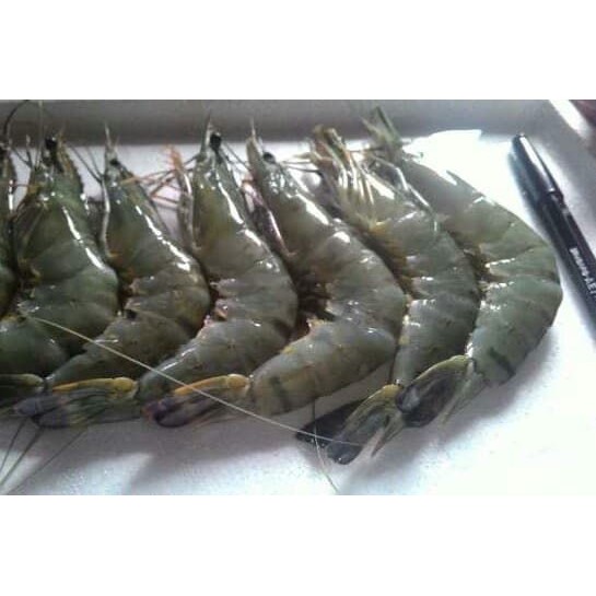 Udang segar ±250gram