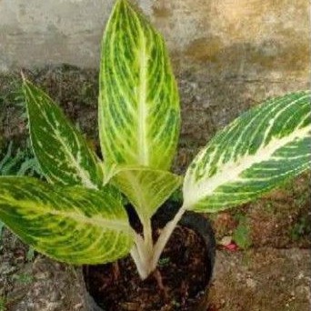 Tanaman hias blanceng golden