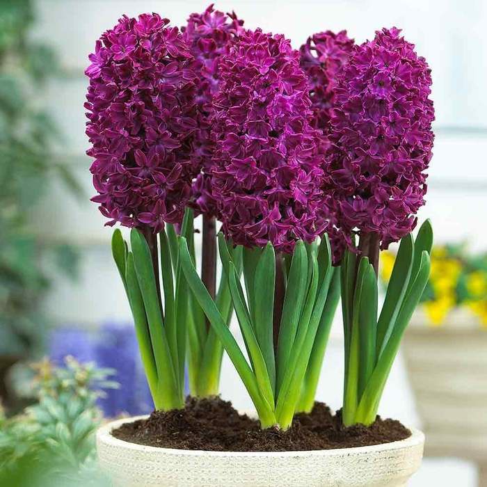 Benih HYACINTH PURPLE Biji Bunga