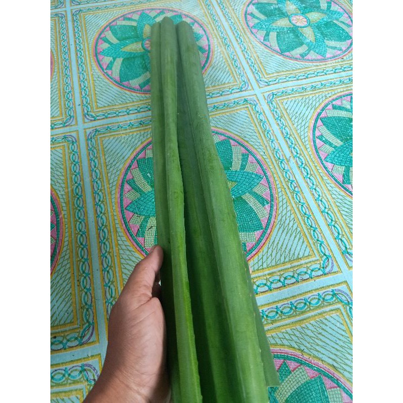 

pandan duri segar panjang 60 cm berat 1 kg
