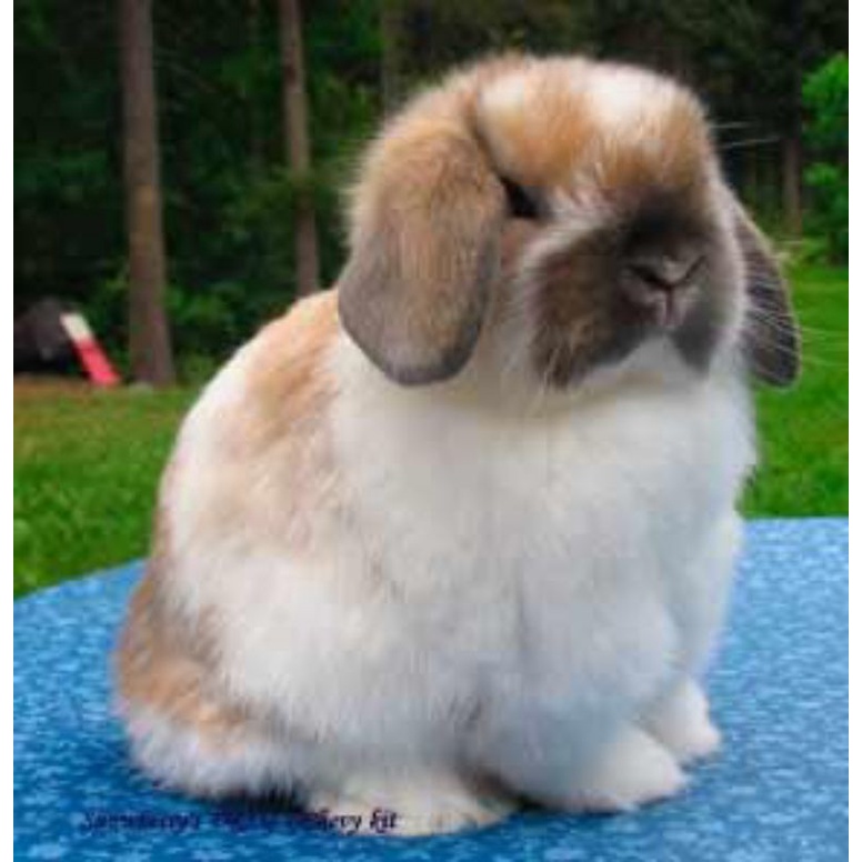 Kelinci Mini Kelinci Hias Holland lop