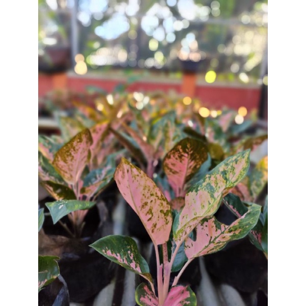 kochin paramuay induk