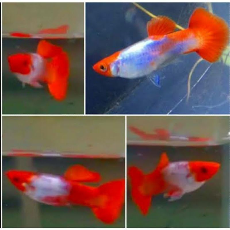 platinum koi
