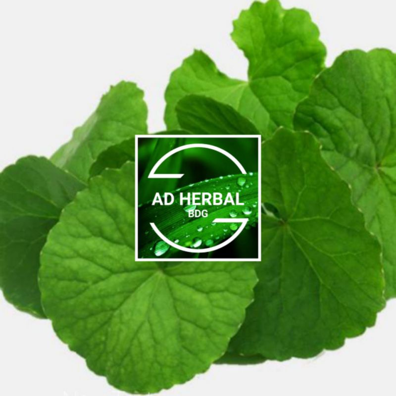 

Daun Pegagan Fres Segar Hijau 1Kg