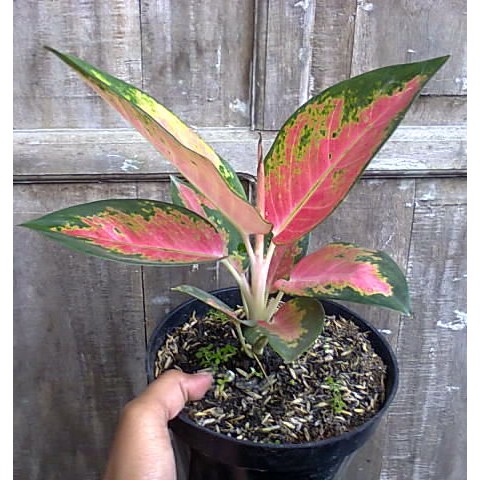 aglonema kochin paramruay