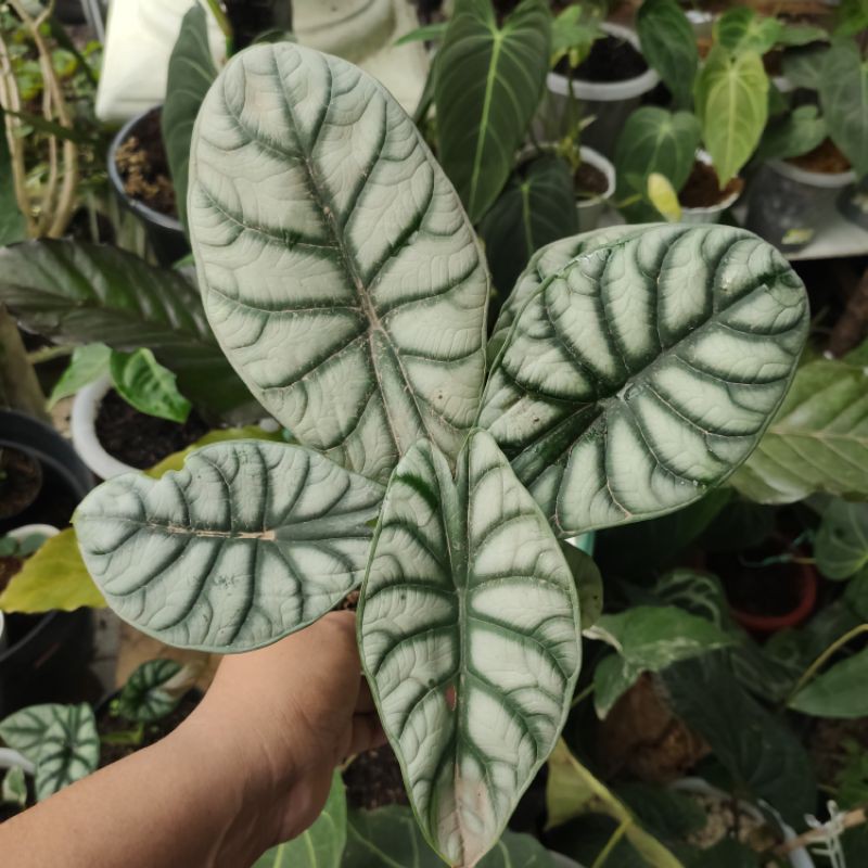 BONGGOL ALOCASIA DRAGON SILVER - KELADI TENGKORAK SILVER -TANAMAN HIAS KELADI TENGKORAK SILVER