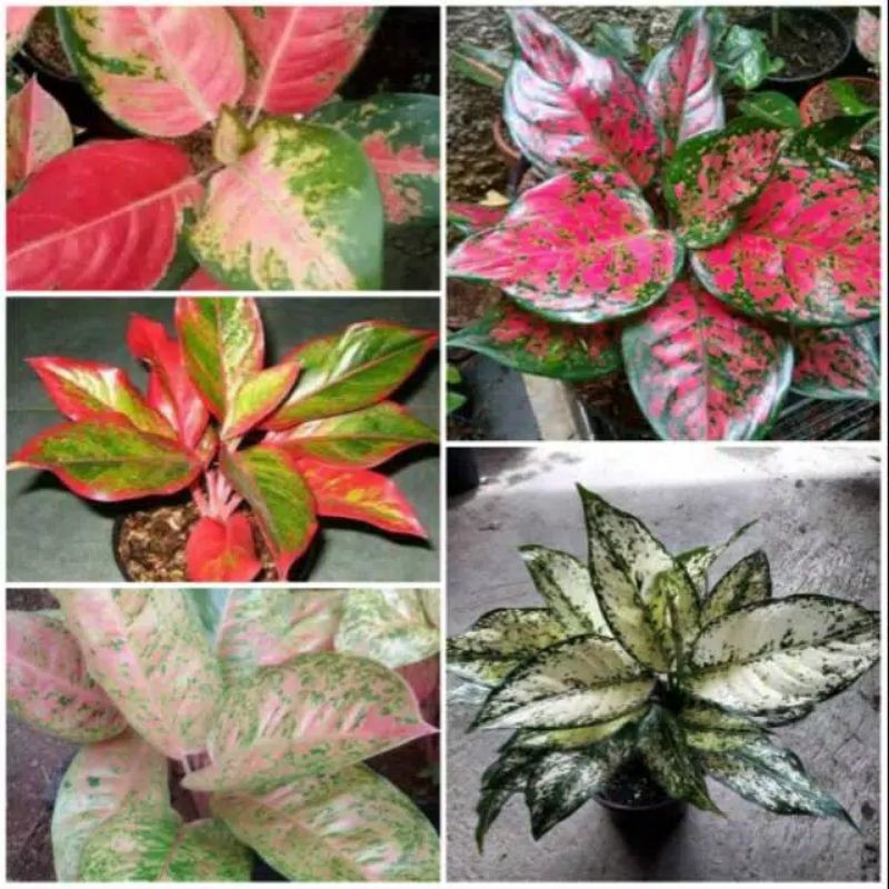 paket murah 5 jenis tanaman hias aglonema - khocin - lipstik - Show white - Red anjani - Big Roy