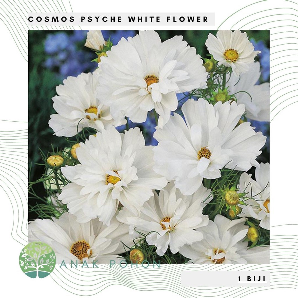 Benih Bibit Biji - Bunga Cosmos Psyche White Cosmos Cupcake White Flower Seeds - IMPORT