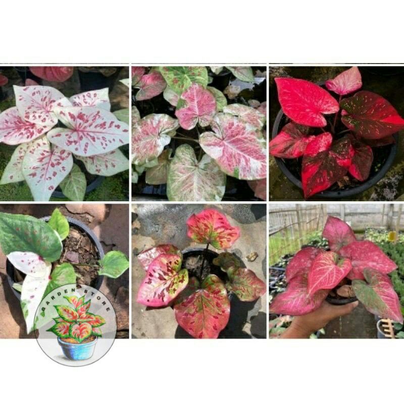 Paket 6 bonggol keladi Caladium Bibit tanaman hias