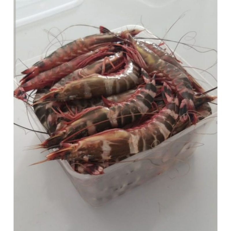 

Udang windu Laut / Udang Cat Laut