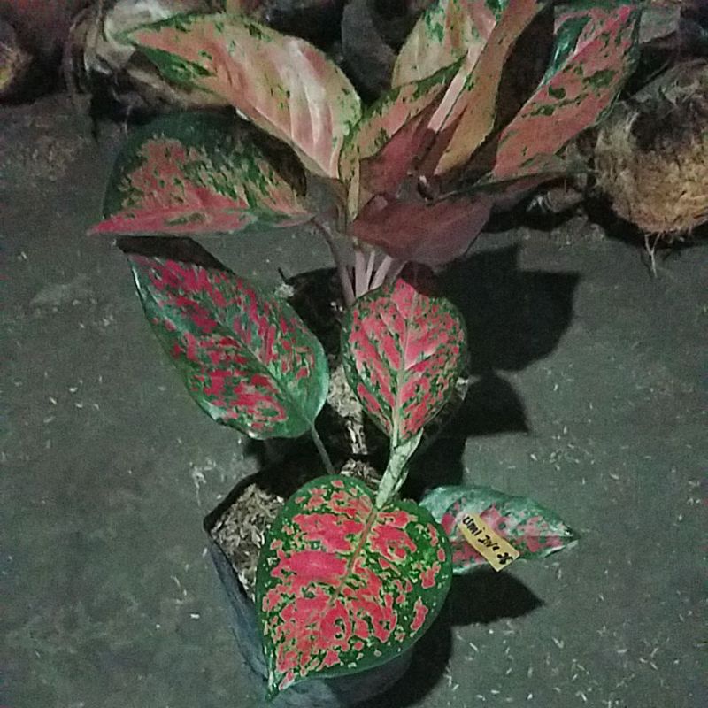 Tanaman hias aglonema kochin varian tembaga danr dut anja.