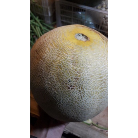 

melon madu 2kg