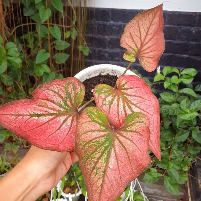 Caladium Infinity / bunga keladi / tanaman hias keladi murah / tanaman keladi hidup / caladium thail