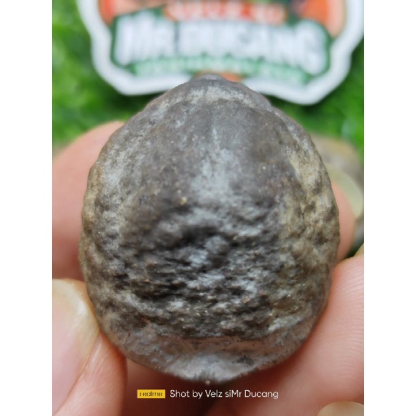 MUNCANG ADU BULEDAN YANTI BANDANG ORI RAJA BATOK