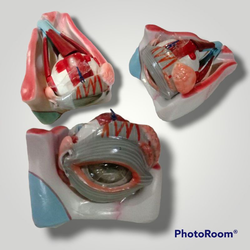 

Torso mata Alat peraga pendidikan model torso mata