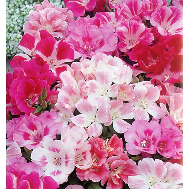 Benih Bibit Biji - Bunga Godetia Dwarf Mixed (Clarkia amoena) Flower Seed - IMPORT