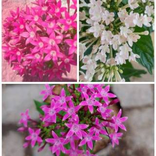 Tanaman hias bunga pentas | Shopee Indonesia