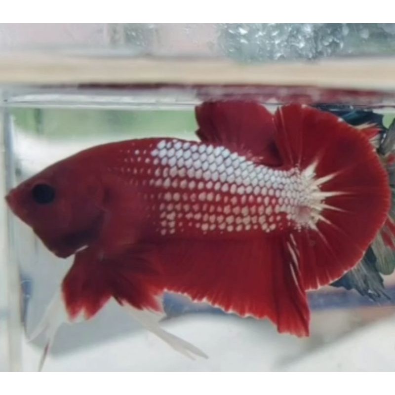 

FCCP REDHEAD VIETNAM