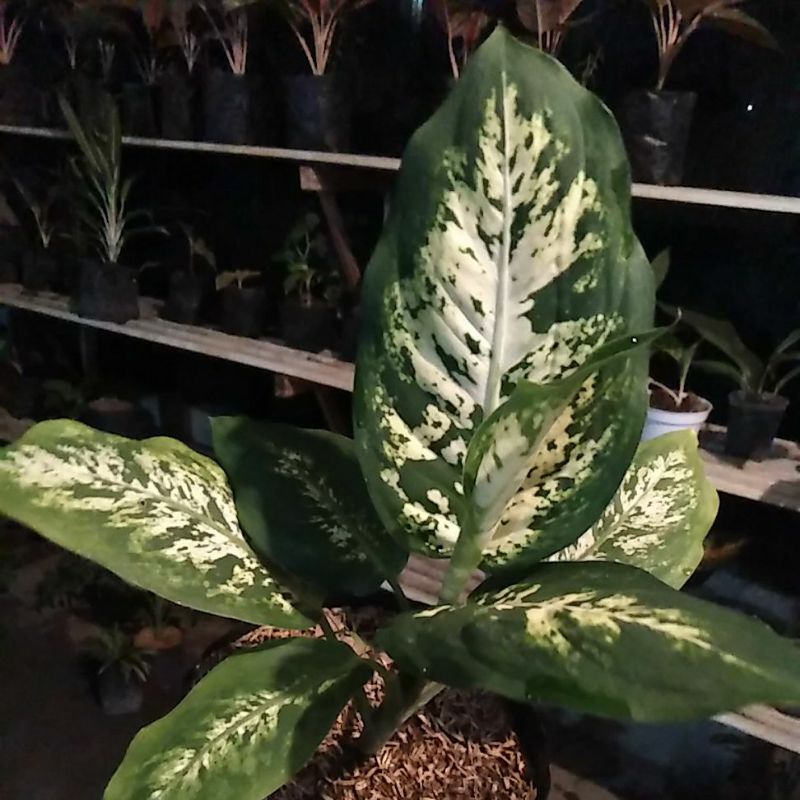 Tanaman Hias Bunga Diven Garuda - Diven Blorok