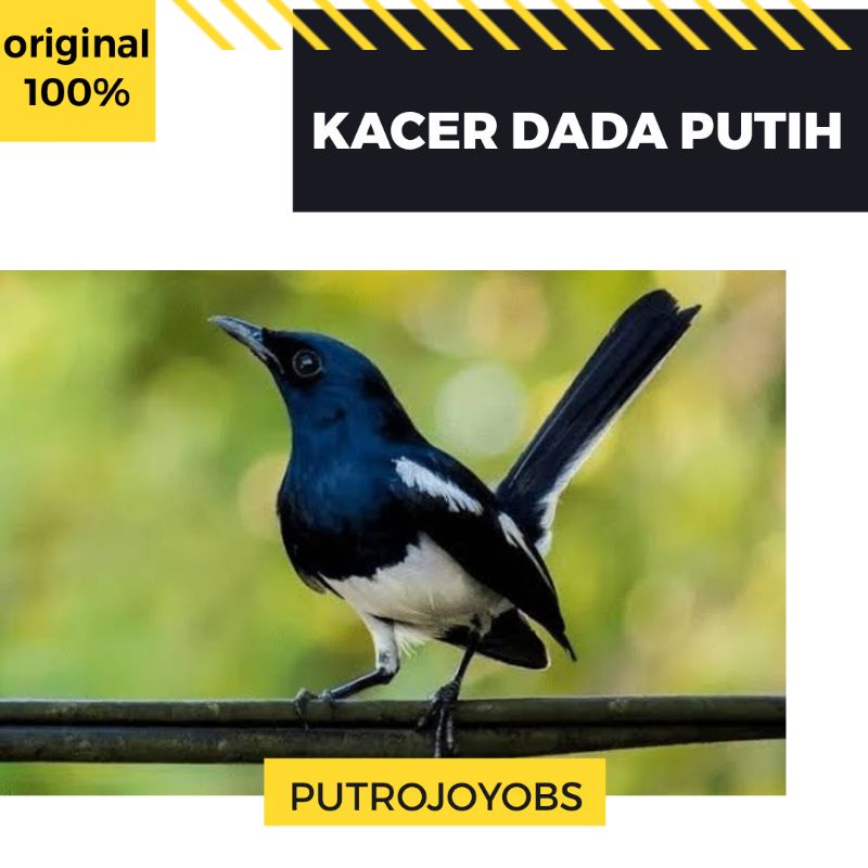 Burung Kacer Dada Putih Jawa Barat Bahan Pilihan Bagus Bukan Muray Tledekan