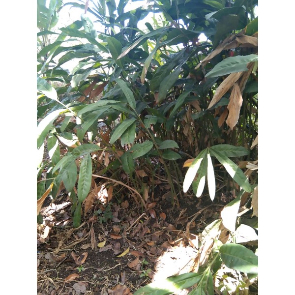 

Rimpang Laos Merah bertunas