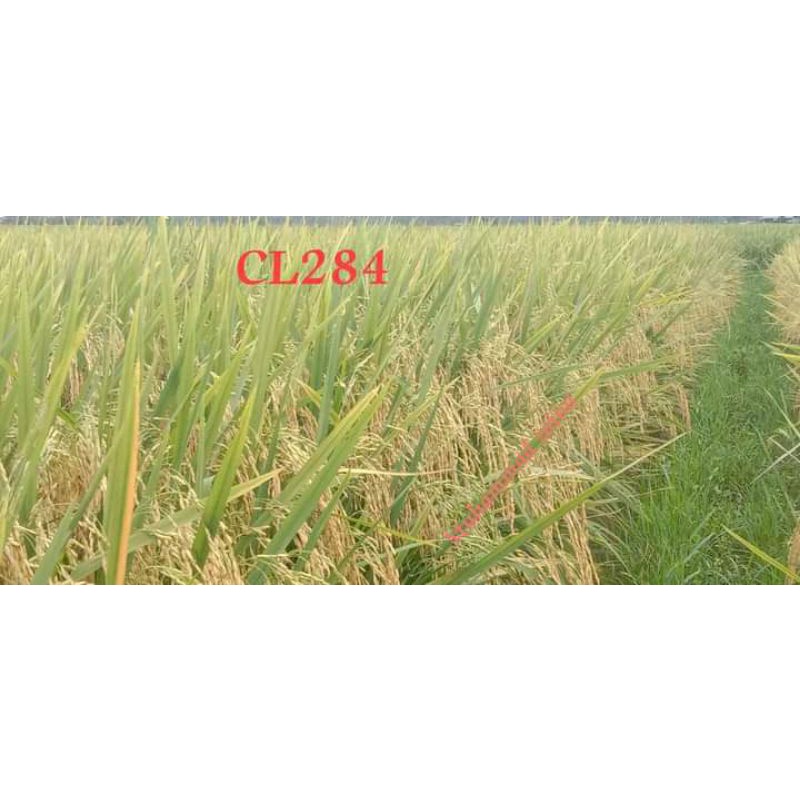 Padi unggul padi CL 284