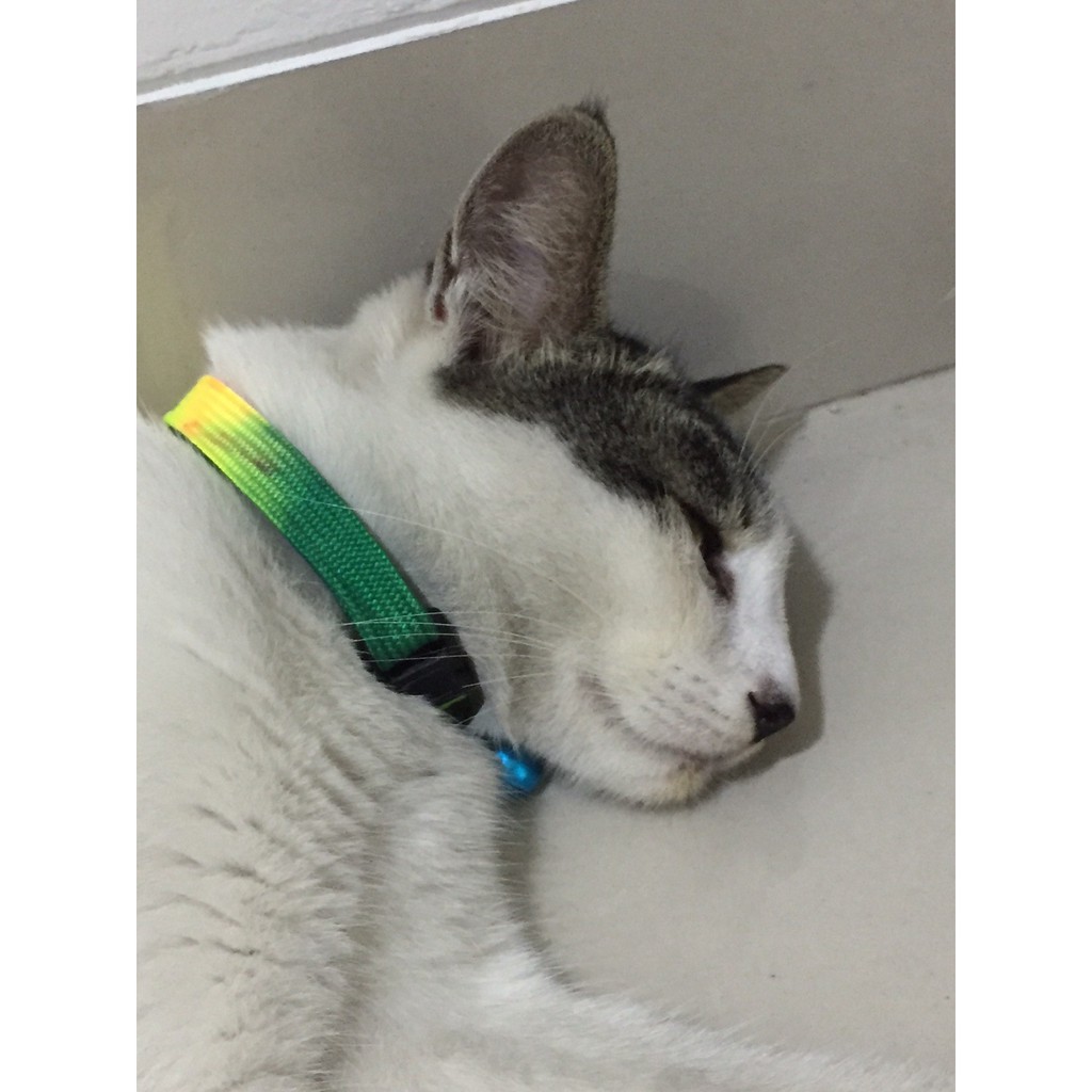 Kalung kucing Gradient