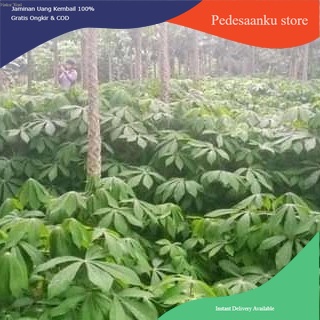 

[PAKET HEMAT] 5Kg daun singkong segar - Herbal