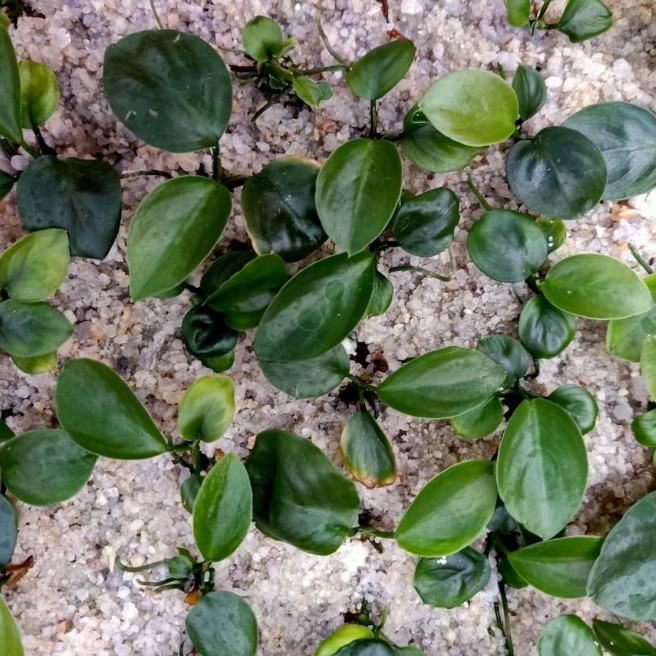 sendaljebol