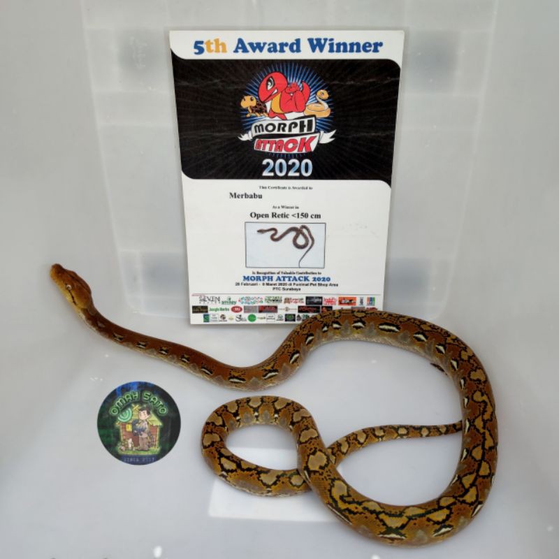 LIMITED ITEM Mainan Boneka Pajangan Retic Super Dwarf Kontes MURAH