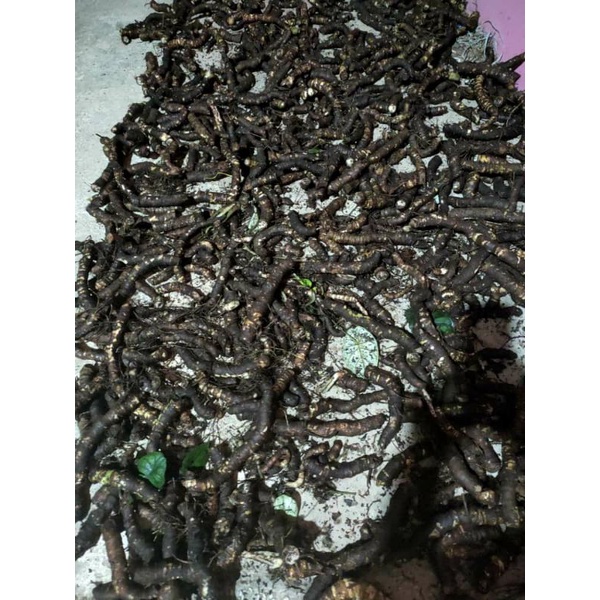 bonggol alocasia dragon silver ( bonus daun kerana cabutan)