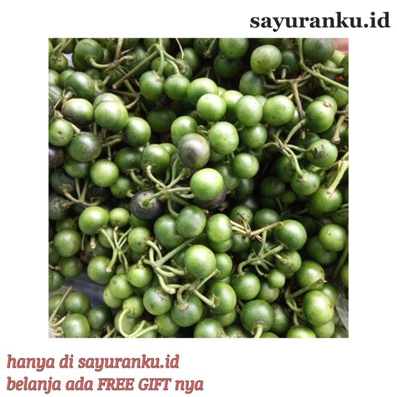 

Buah sayur Leunca 250gr / Buah Leunca Segar/ Ranti / Bobosa/ Lenca