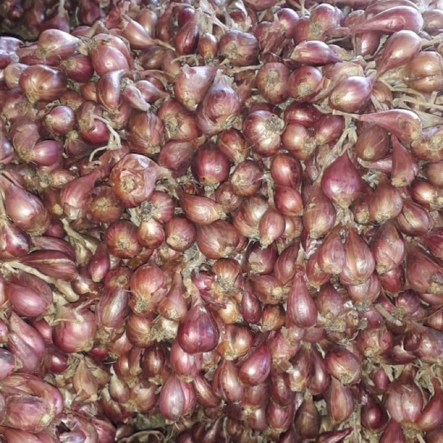 

Bibit Bawang Merah Brebes Varietas bima Jokowi